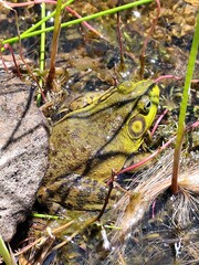 frog in the pond, canadian frog, forest, nature