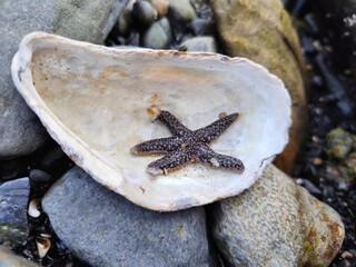starfish on the rocks, Shel 