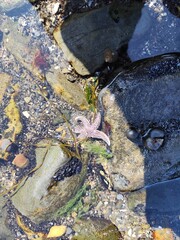 star fish in the water, ocean, animal