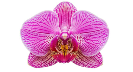 Fototapeta premium Vibrant Pink Striped Orchid Bloom On Black Background