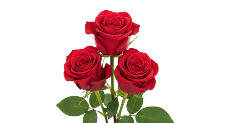 Obraz premium Three Vibrant Red Roses Isolated On Black Background