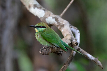 Photograph of a green bee-eater resting on a branch.