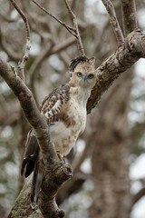 A majestic hawk eagle photographed looking directly at the camera.