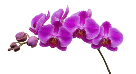 Vibrant Purple Orchid Flowers And Buds On Black Background