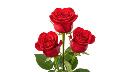 Fototapeta premium Three Red Roses Isolated On Black Background