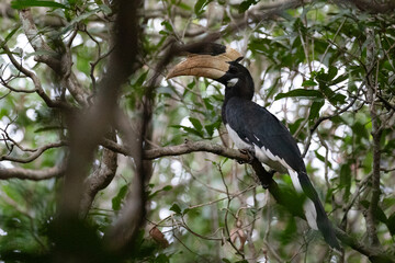 A lone malabar pied hornbill resting on a high branch of a tree.