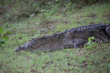 Close up of a mugger crocodile resting on wet grass.