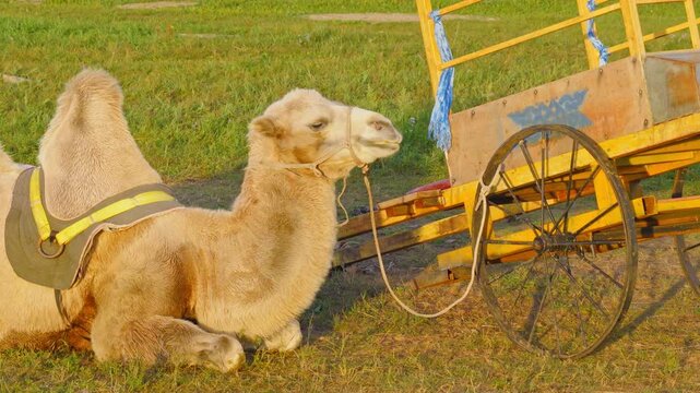 Resting grassland camels