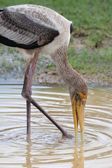Portrait of a juvenile painted stork hunting prey in a muddy pool of water.