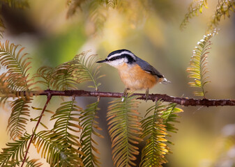 Fototapeta premium red breasted nuthatch on redwood limb