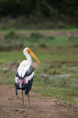 A painted stork walking across a dirt road inside Wilpattu national park, Sri Lanka.