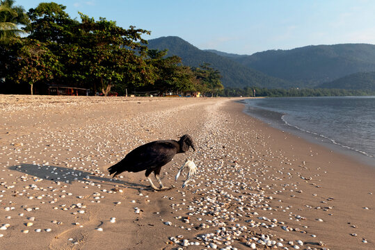 Urubu, American black vulture, or C. a. brasiliensis holding crab carcass on beach covered in seashells