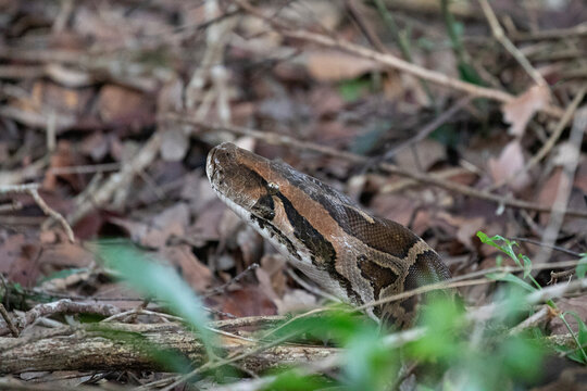 The head of an Indian rock python emerges above the undergrowth of dry leaves.