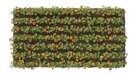 Aerial drone view of isolated pumpkin patch arranged in geometric farm rows, showing vivid orange pumpkins and fall landscape on white and transparent background, PNG