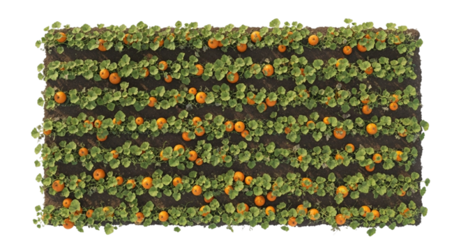 Aerial drone view of isolated pumpkin patch arranged in geometric farm rows, showing vivid orange pumpkins and fall landscape on white and transparent background, PNG