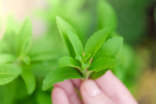 stevia in the garden.Natural green plant-based sweetener.Hand Picking Fresh Green Stevia Leaves.