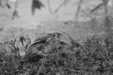 Portrait close up image of a flapshell turtle emerging from a lake onto shore.