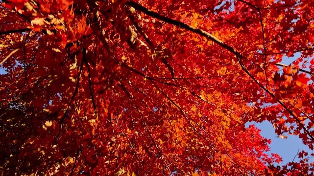 Passing under maple trees with colorful autumn leaves blowing in a gentle breeze.
