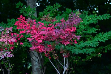 Winged spindle (Japanese Nishikigi) autumn leaves. Celastraceae deciduous shrub. One of the three major autumn foliage trees in the world, it is also known as Burning bush.
