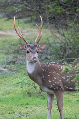 A spotted deer stag with impressive antlers in the jungles of Wilpattu, Sri Lanka. 