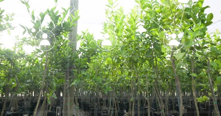 Showing saplings in black pots growing inside greenhouse aisle, with stakes, driplines, user icons