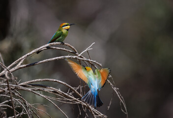 Colourful and beautiful wild rainbow bee-eater (Merops ornatus) landing on a perch with its...