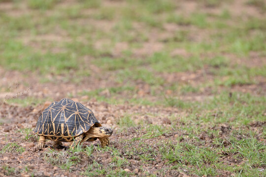 An Indian Star tortoise walks boldly through a flat area in Wilpattu national park.