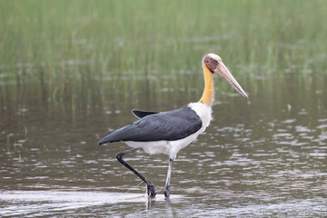 A lesser adjutant stork wading though a lake looking for small prey.