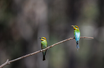 Colourful and beautiful wild rainbow bee-eater (Merops ornatus) caught a moth, being on a perch with its partner, Perth, Western Australia