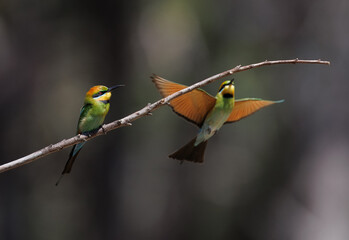 Colourful and beautiful wild rainbow bee-eater (Merops ornatus) landing on a perch with its partner, Perth, Western Australia