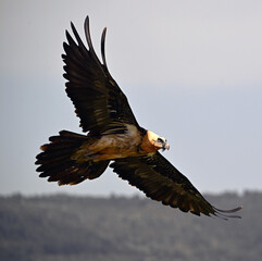 a majestic bearded vulture in the mountain on spain