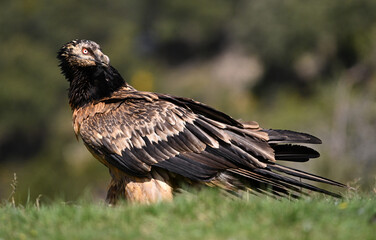 a majestic bearded vulture in the mountain on spain