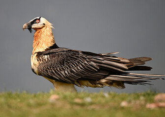 a majestic bearded vulture in the mountain on spain
