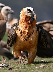 a beautiful bearded vulture on spain