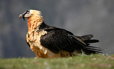 a majestic bearded vulture in the mountain on spain