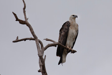 A majestic white bellied sea eagle scanning for prey from it's vantage point.