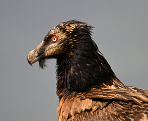 a powerful bearded vulture in the mountain
