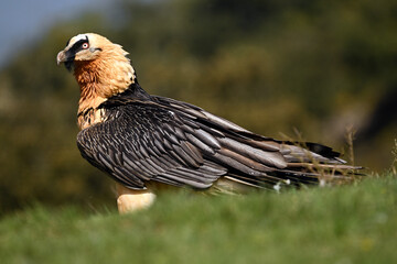 a powerful bearded vulture in the mountain