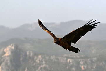 a powerful bearded vulture in the mountain