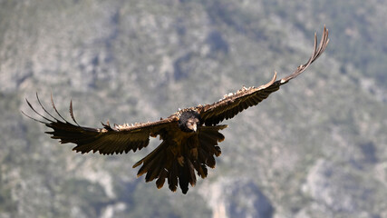 a majestic bearded vulture in the mountain on spain