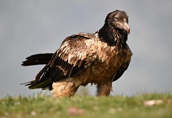 a powerful bearded vulture in the mountain