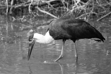 A woolly necked stork hunting for prey in a waterhole.