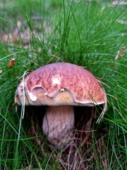 mushroom in the grass