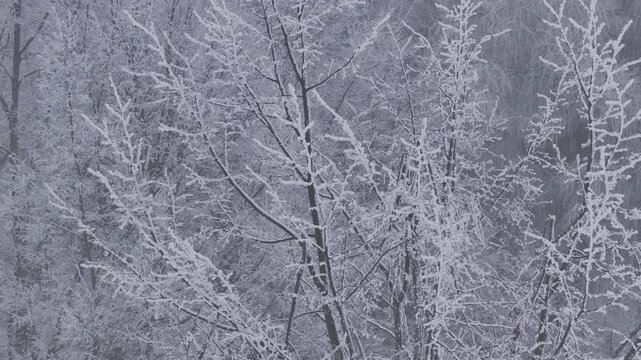AERIAL, CLOSE UP: Bare branches of a deciduous tree sparkle with white ice crystals, forming intricate natural patterns that reveal delicate beauty of winter frozen artistry in still, misty woodland.