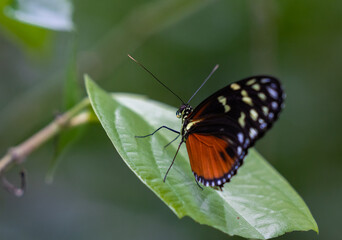 Beautiful tiger longwing butterfly, or Hecale longwing, or golden longwing, Heliconius hecale, on a leave, native to Mexico