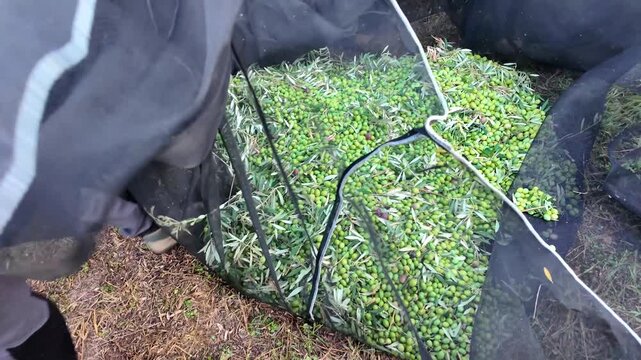 Farmers separating green olives from leaves after harvesting