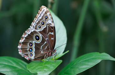Stunning Blue morpho, Morpho peleides, on a leave, native to South America