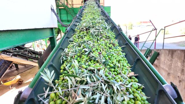 Olive oil production process conveyor belt