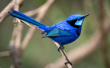 Splendid Fairywren 