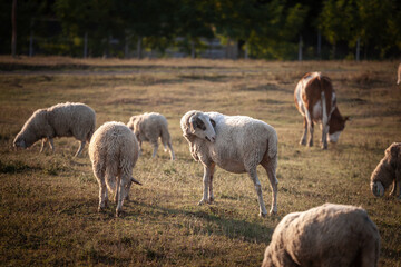 Obraz premium Flock of Pirot Zackel sheep, also known as Pirotska pramenka or pirotska ovca, graze on a pasture in Zasavica, Serbia. Sunlit farm scene highlights an serbian sheep breed and traditional livestock.